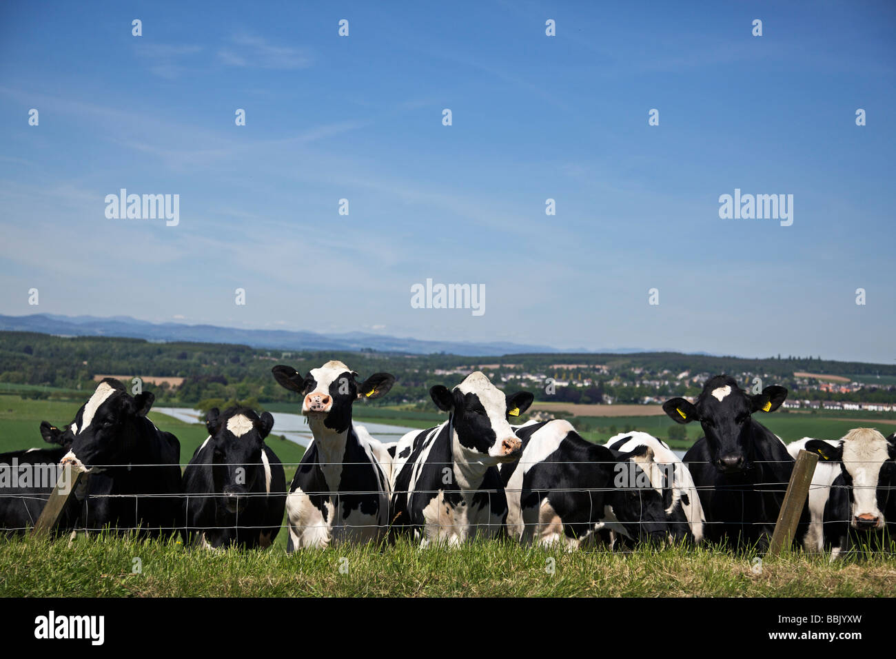 Milchvieh im Feld Durchsicht Drahtzaun gegen blauen Himmel Stockfoto