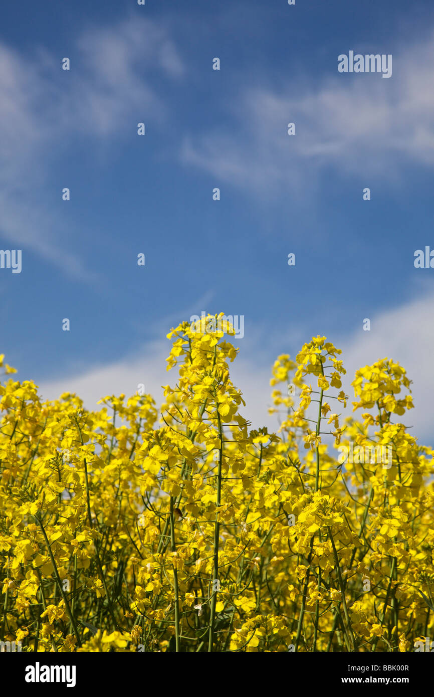 Raps gegen blauen Himmel Stockfoto