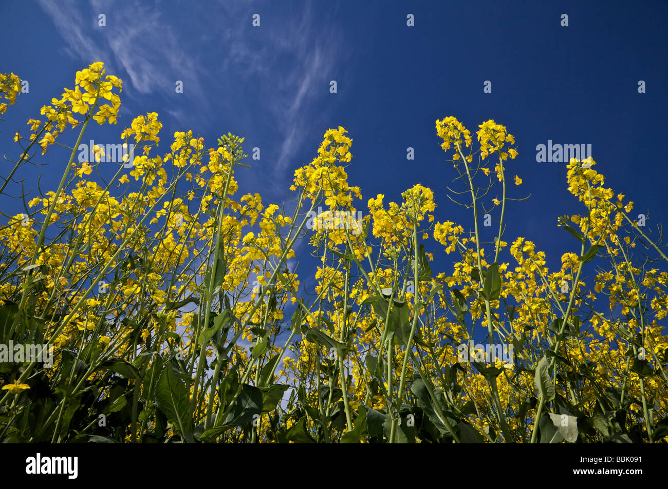 Raps gegen blauen Himmel Stockfoto