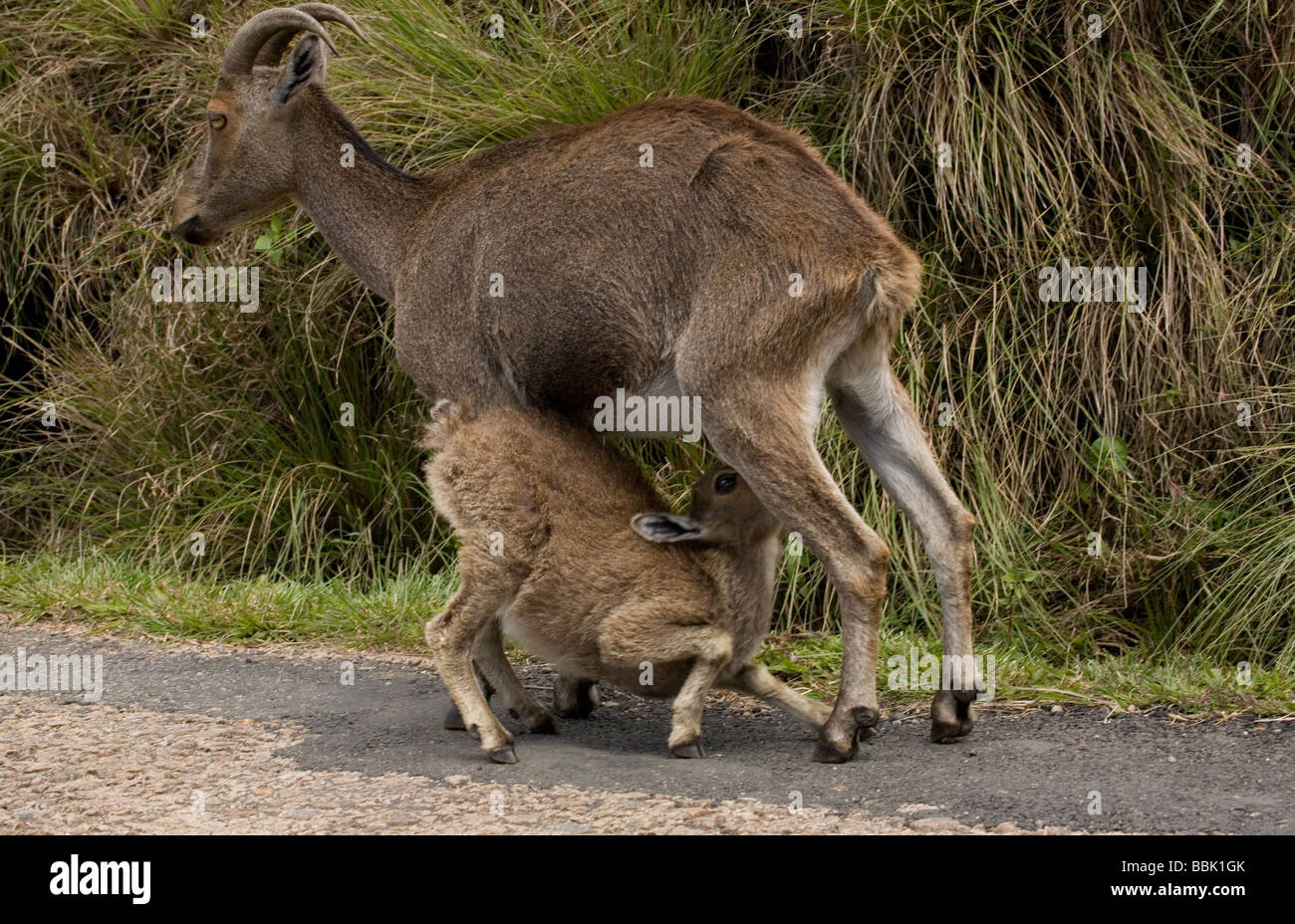 Nilgiri Tahr Stockfoto