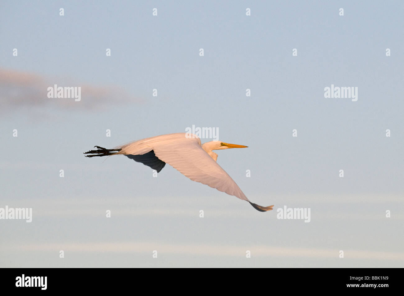 Silberreiher: Ardea Alba. Im Flug, am späten Abend Stockfoto
