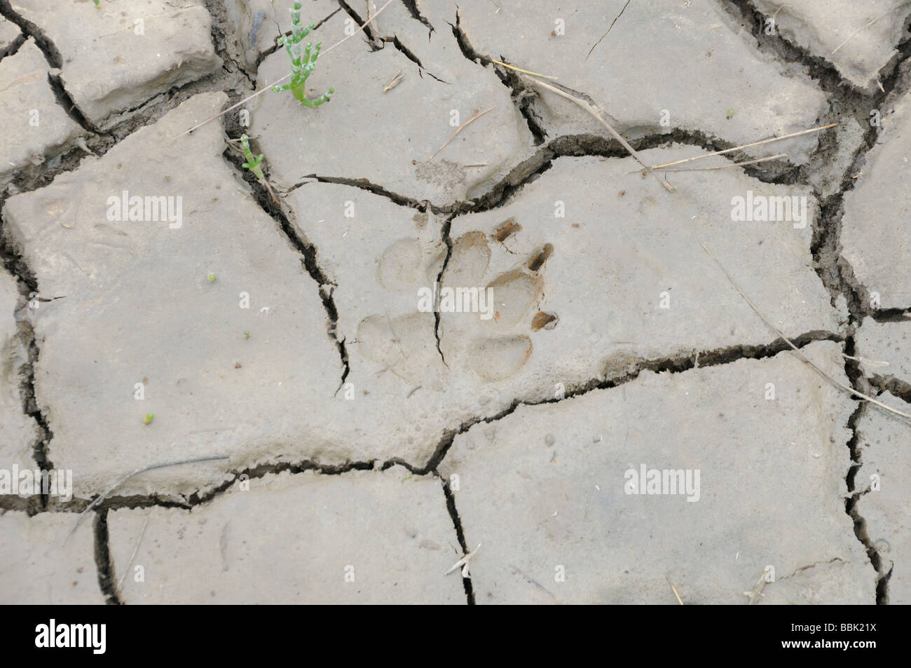 Ein Hund Pfote Zeichen im weichen Schlamm wird beibehalten, wenn der Schlamm getrocknet und geknackt. Stockfoto