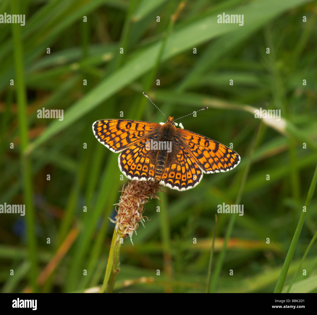 Glanville Fritillary thront und stützen in der Sonne glänzen mit Flügeln vollständig geöffnet Stockfoto