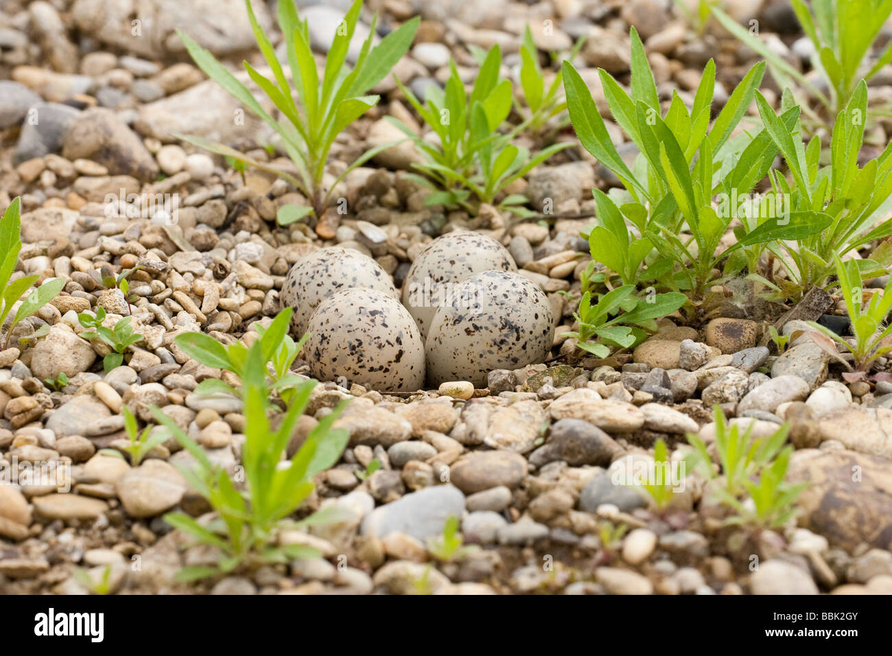 Flußregenpfeifer Charadrius Dubius kleine Flussregenpfeifer Regenpfeifer Bayern Deutschland nest mit Eiern Stockfoto