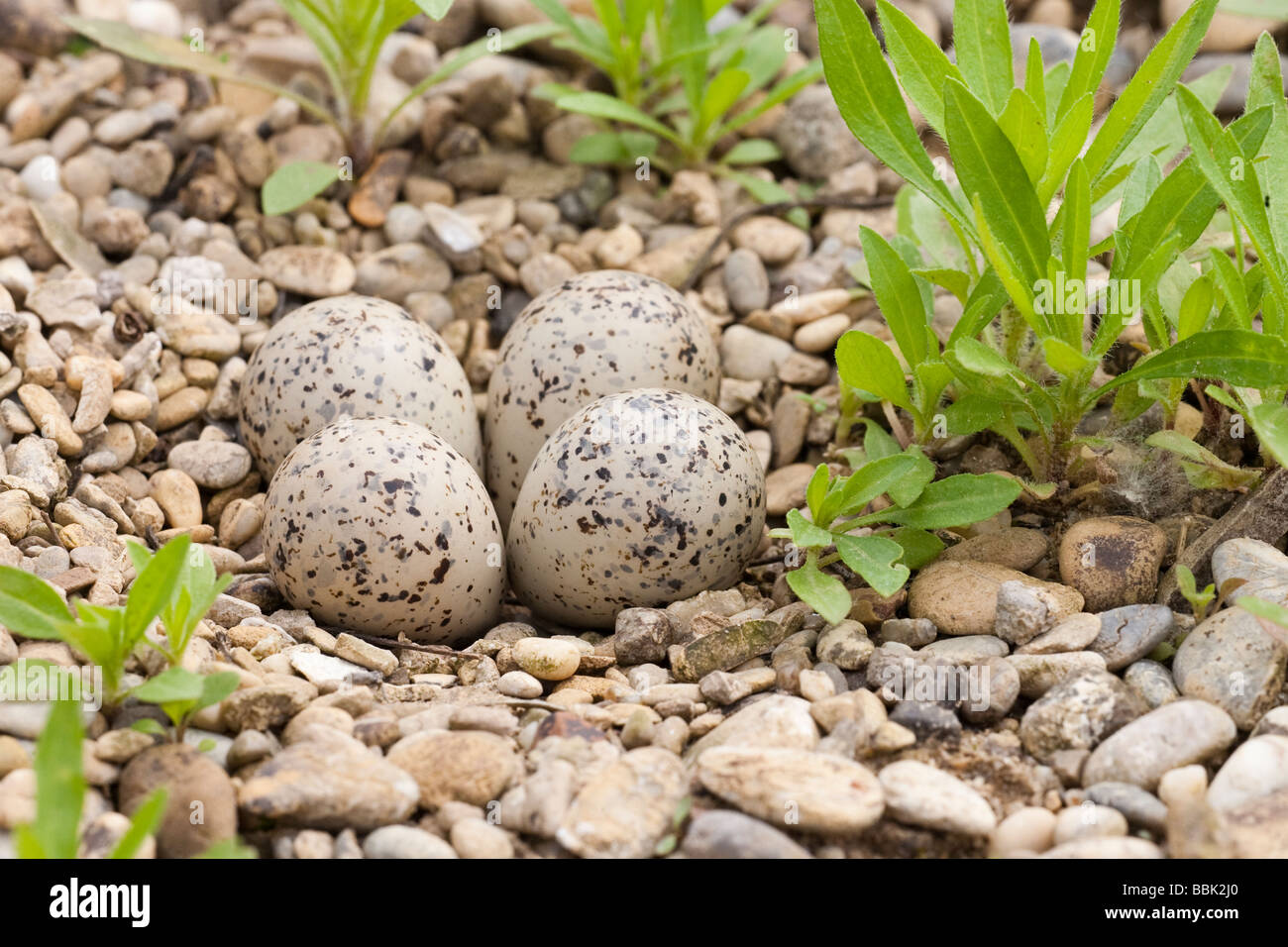 Flußregenpfeifer Charadrius Dubius kleine Flussregenpfeifer Regenpfeifer Bayern Deutschland nest mit Eiern Stockfoto