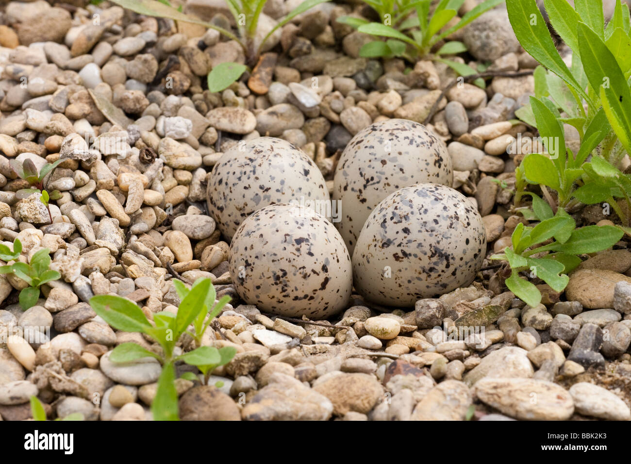 Flußregenpfeifer Charadrius Dubius kleine Flussregenpfeifer Regenpfeifer Bayern Deutschland nest mit Eiern Stockfoto