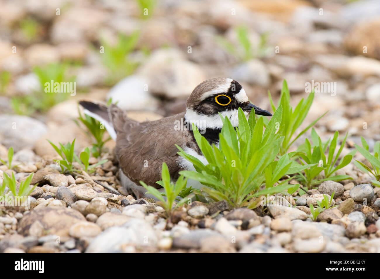 Flußregenpfeifer Charadrius Dubius kleine Flussregenpfeifer Regenpfeifer Bayern sitzen auf Nest Stockfoto