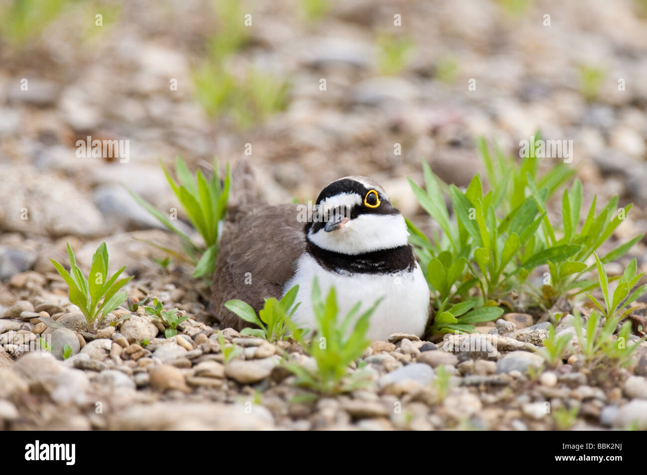 Flußregenpfeifer Charadrius Dubius kleine Flussregenpfeifer Regenpfeifer Bayern sitzen auf Nest Stockfoto