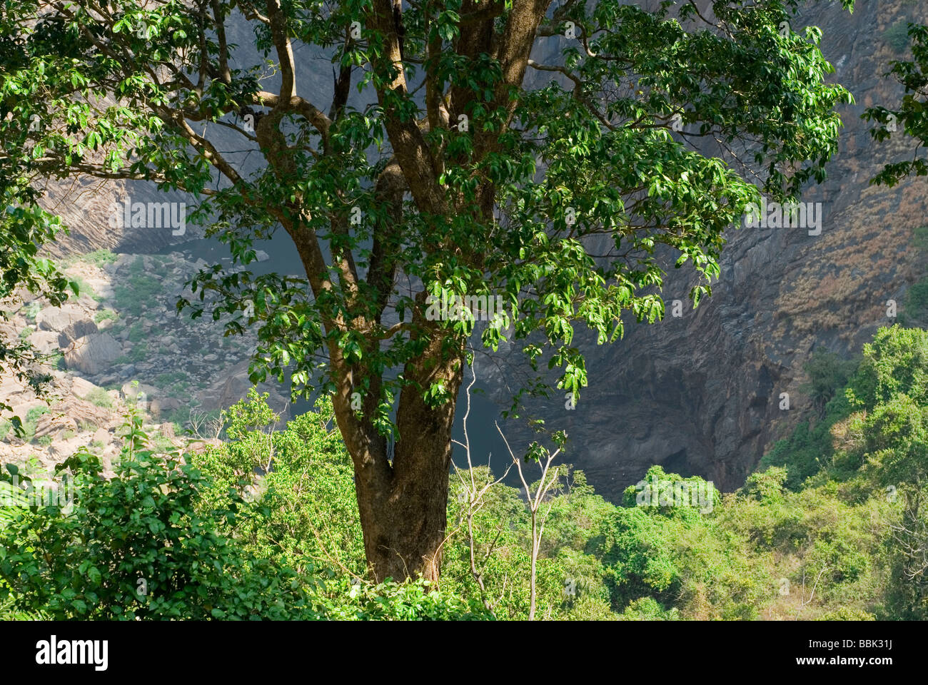 Üppiger grüner Baum in der Nähe Jog fällt in Südindien. Stockfoto