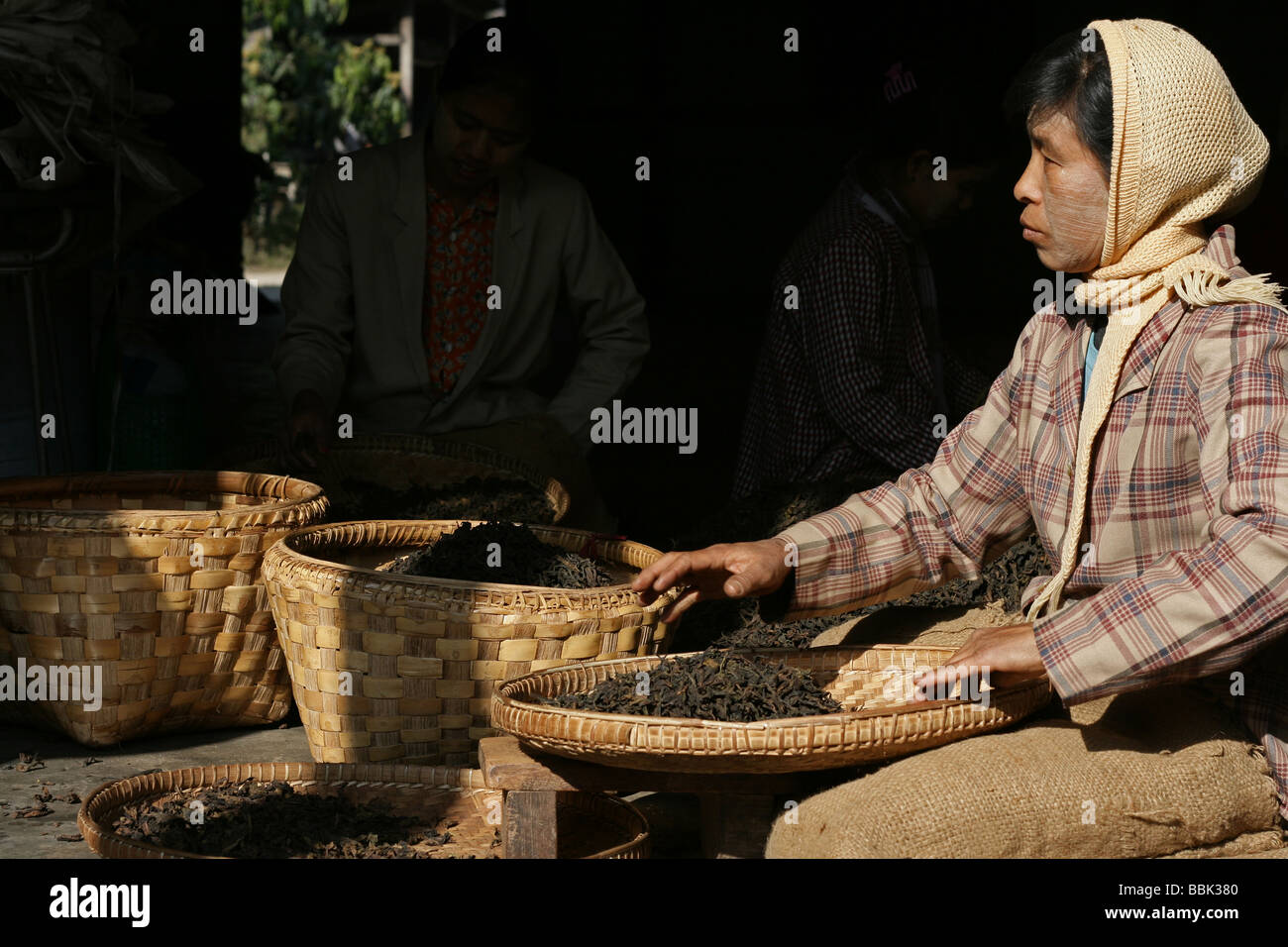 Birmanischen Frauen sortieren Teeblätter in Hsipaw Stadt, Myanmar (Burma) Stockfoto