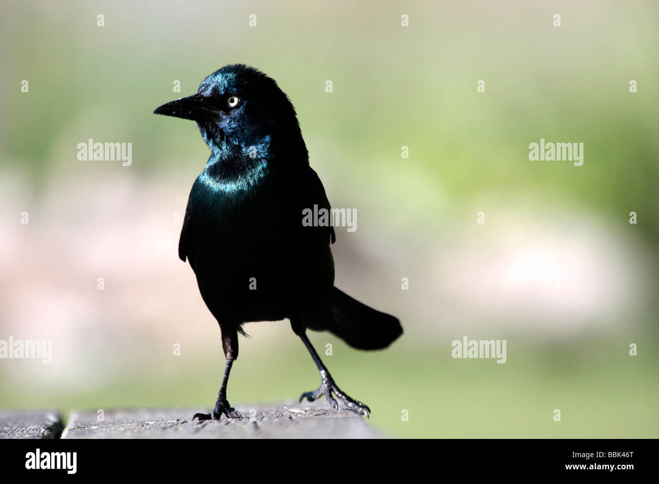 Boot-angebundene Grackle Stockfoto