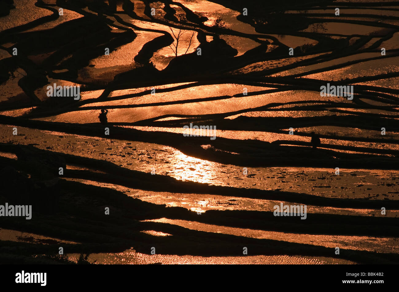 die Longshuba Reisterrassen bei Sonnenuntergang in Yuanyang in Yunnan China Stockfoto