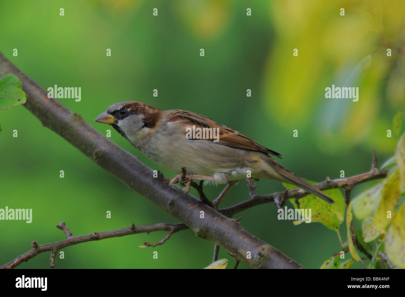 Männlicher Haussperling Passer Domesticus taumelnd vorwärts auf Ast Stockfoto