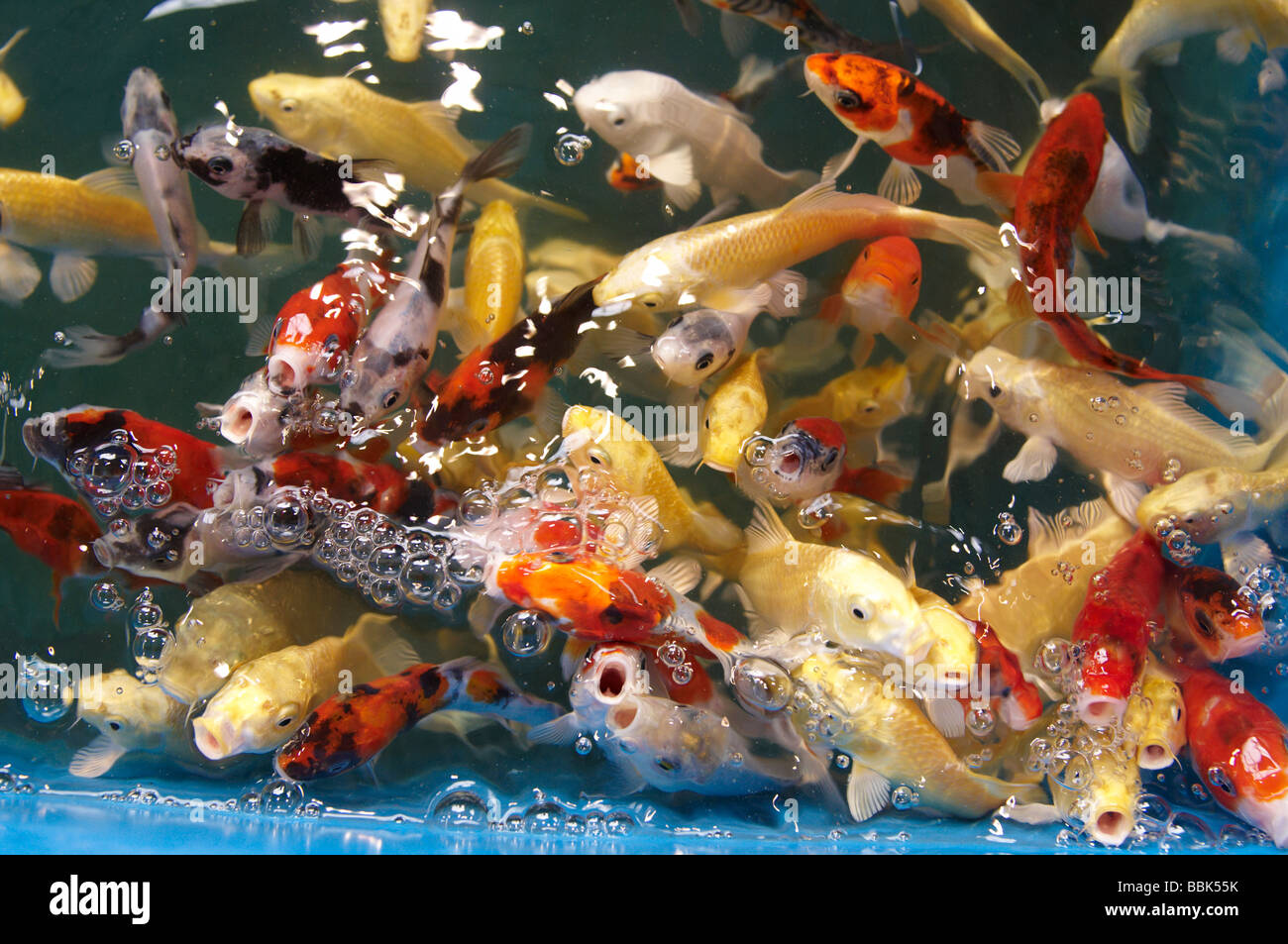 Koi Karpfen in einem aquatischen Shop Teich schwimmen in der Nähe der Oberfläche, die Suche nach Nahrung und Aufmerksamkeit Stockfoto