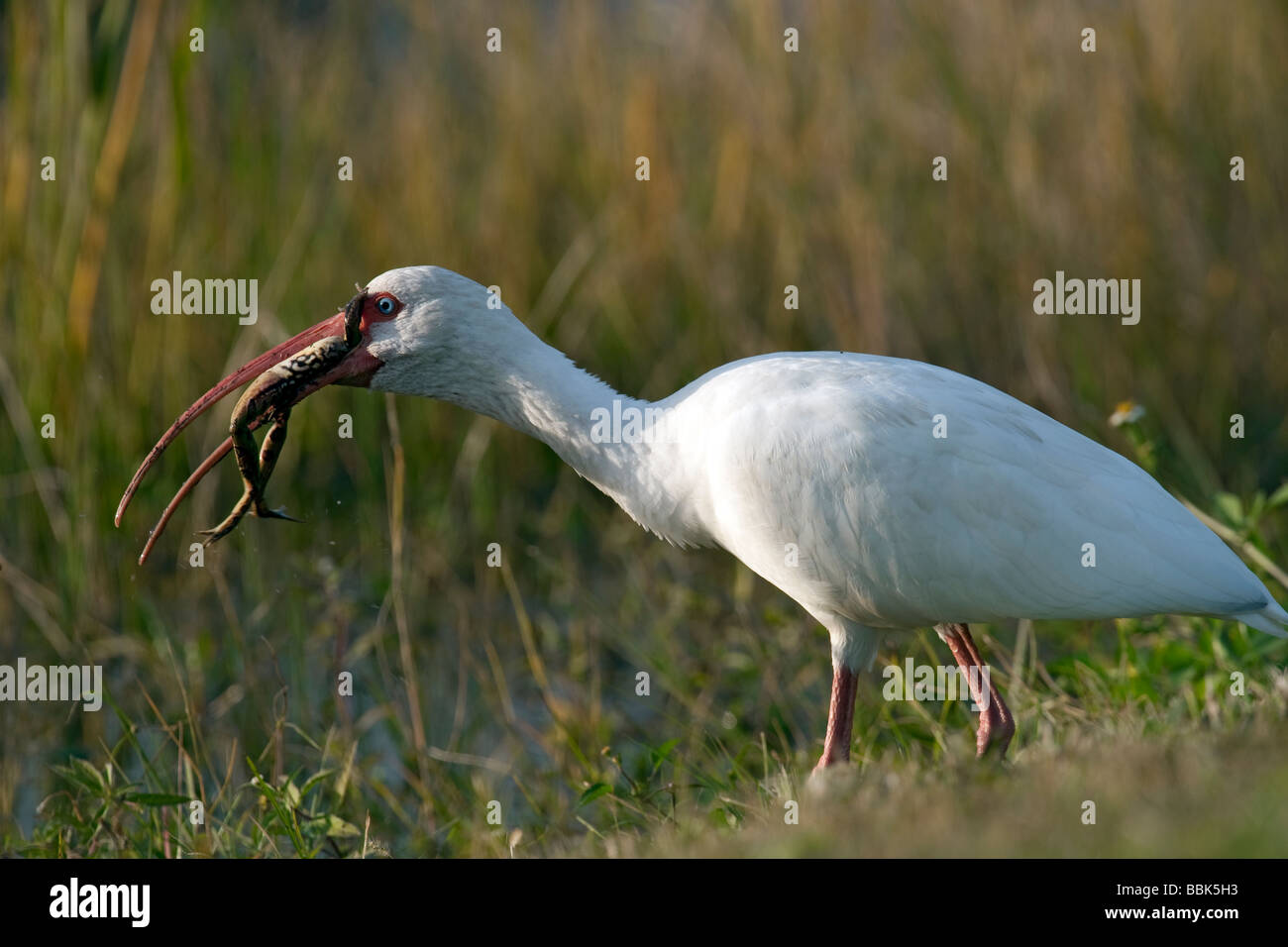 Weißer Ibis Essen Bull frog Stockfoto