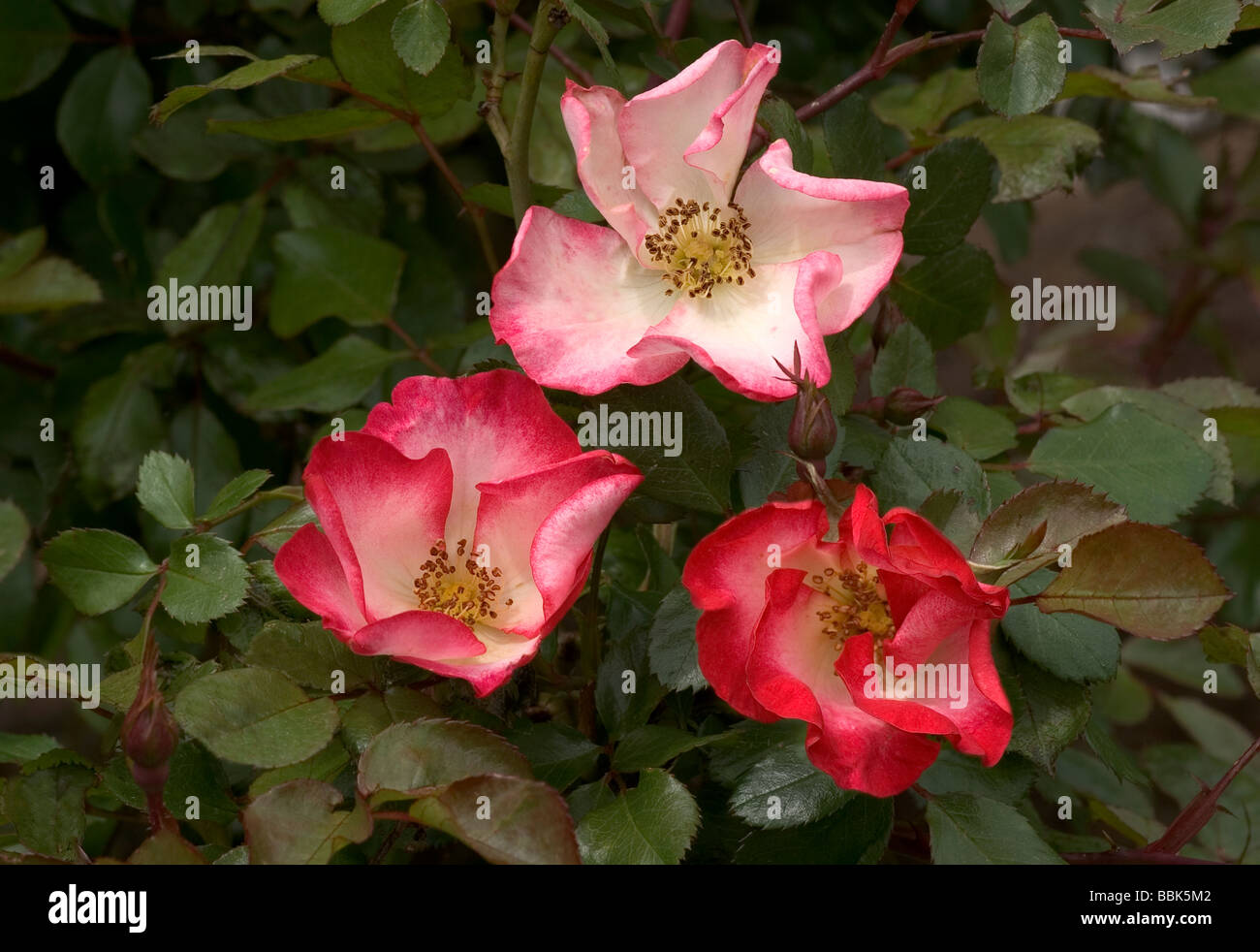 Rosa; Strauch-Rose; " Cherry Meillandecor'; Drei Blumen. Stockfoto