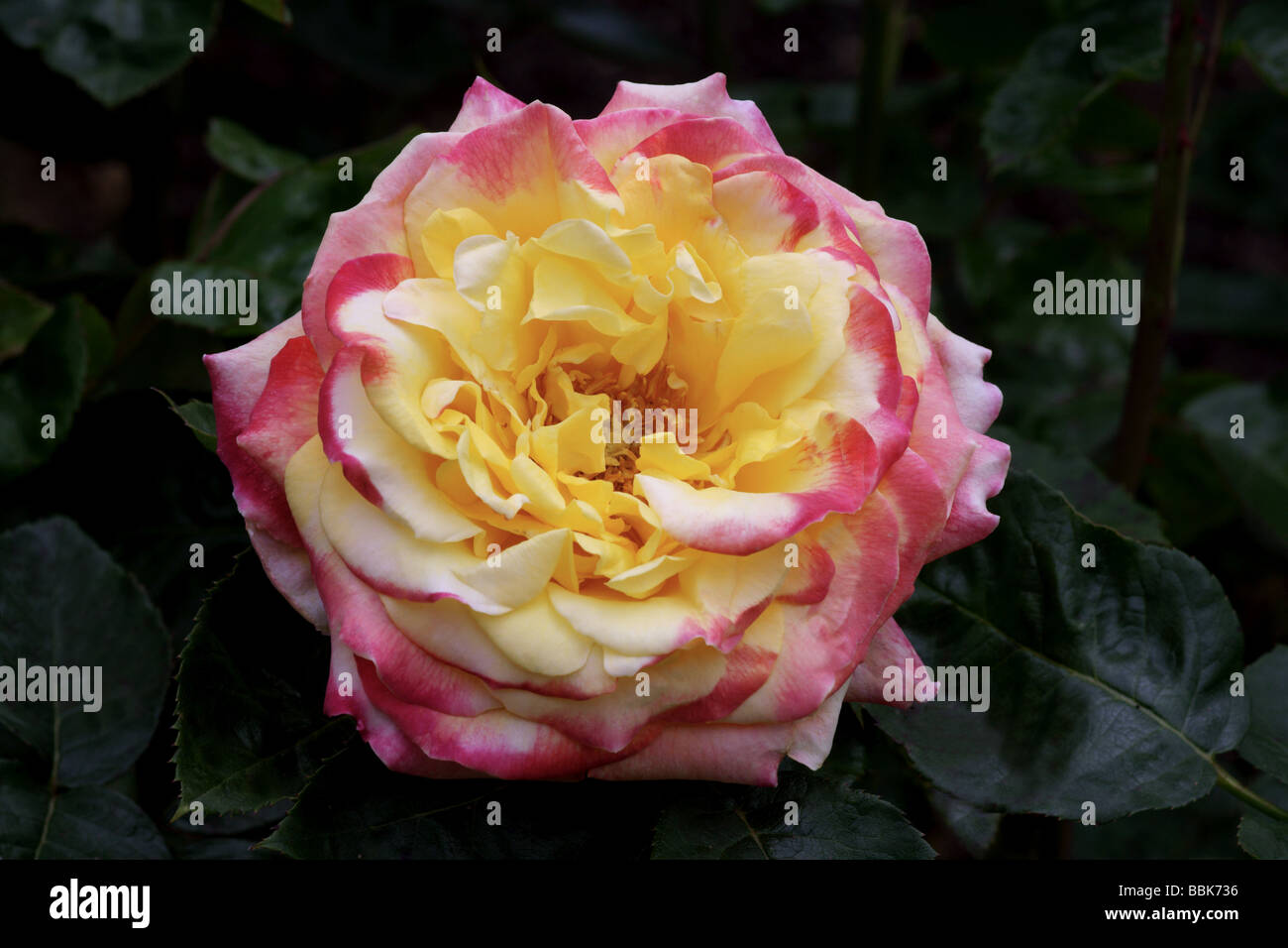 Rosa; Strauch-Rose; " Sahara "; Einzelne Blume Stockfoto