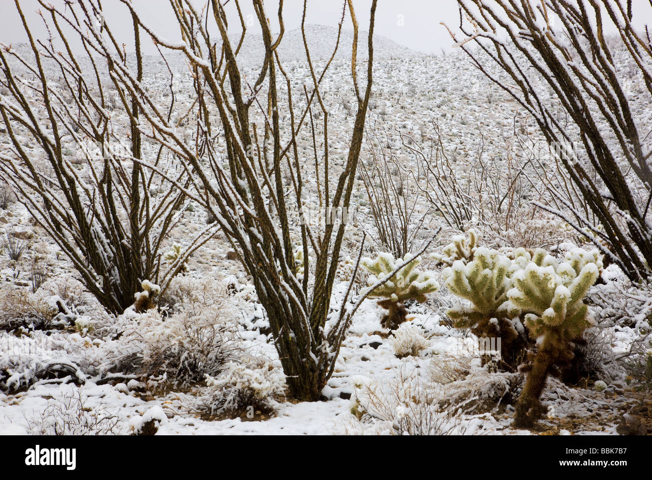Schnee in Kalifornien Anza Borrego Desert State Park Stockfoto