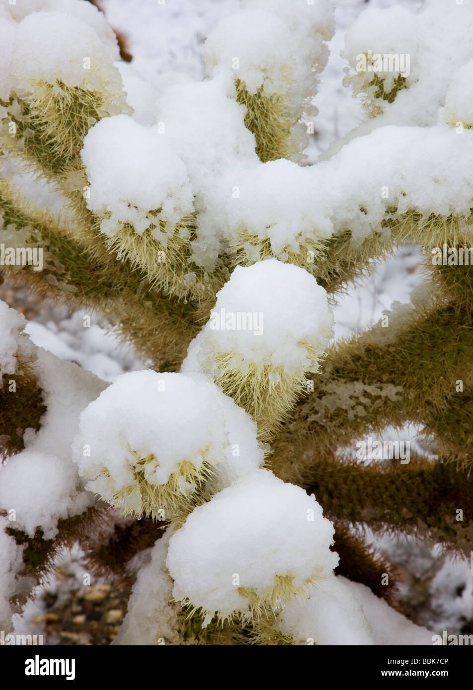 Schnee in Kalifornien Anza Borrego Desert State Park Stockfoto