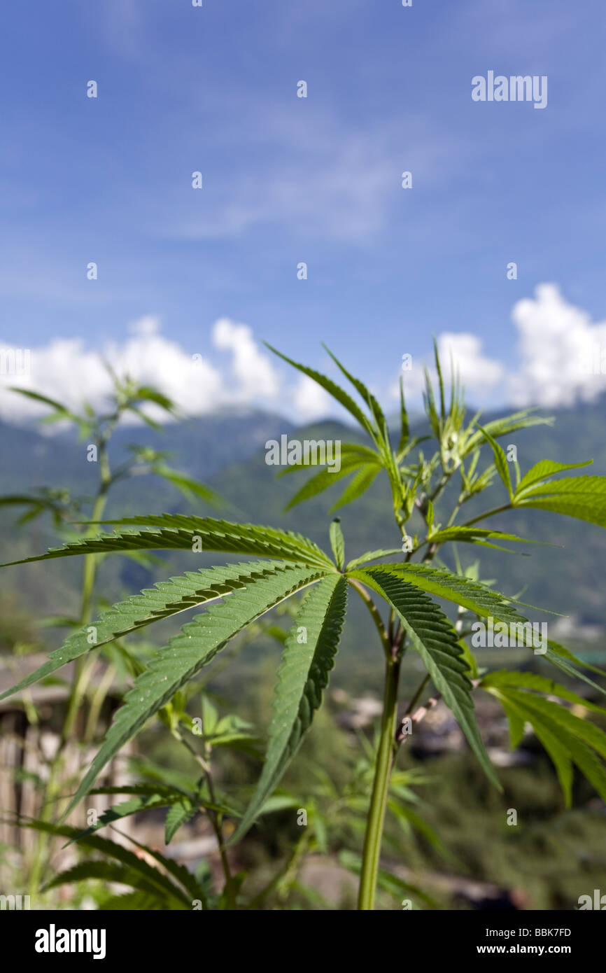 Cannabis-Pflanze. Manikaran Parvati-Tal. Himachal Pradesh. Indien Stockfoto