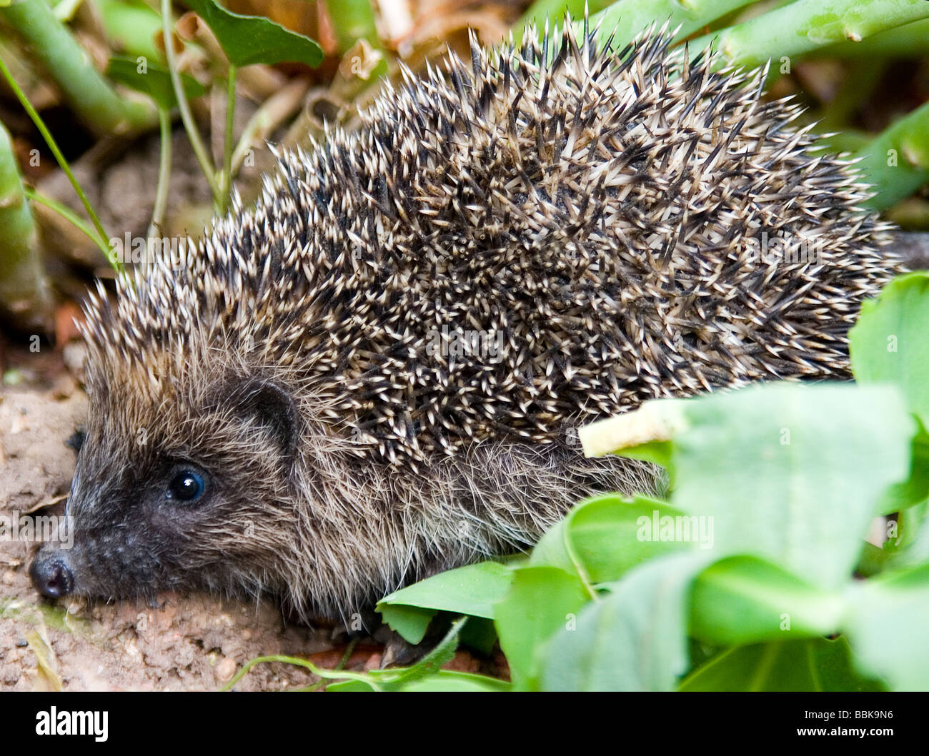 Toter igel Fotos und Bildmaterial in hoher Auflösung Seite 3 Alamy