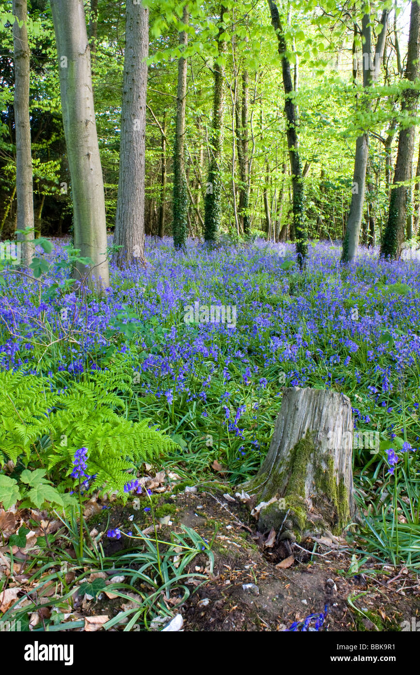 Bluebell Holz Stockfoto