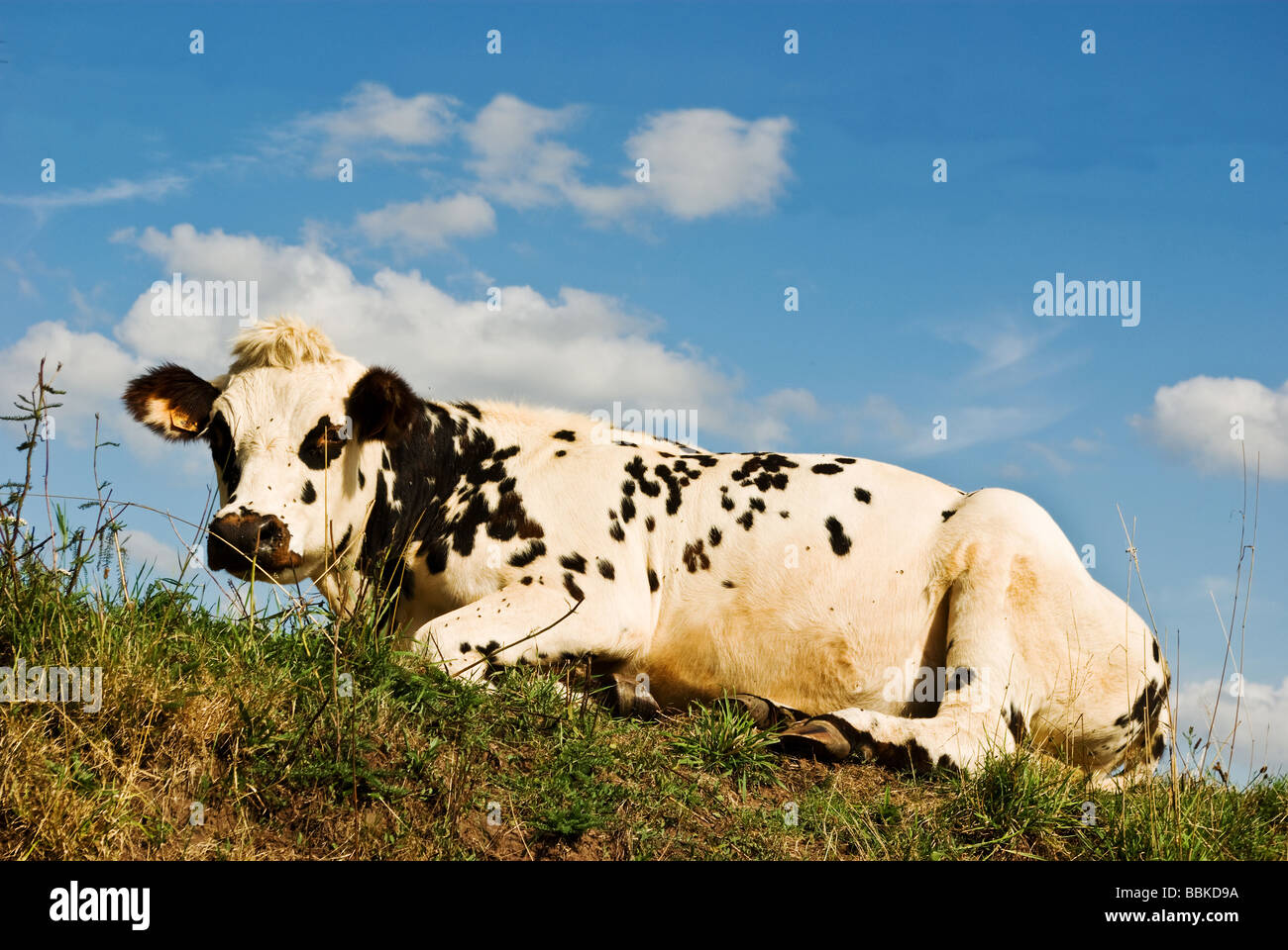 Eine französische Kuh aalt sich in der Sonne Stockfoto