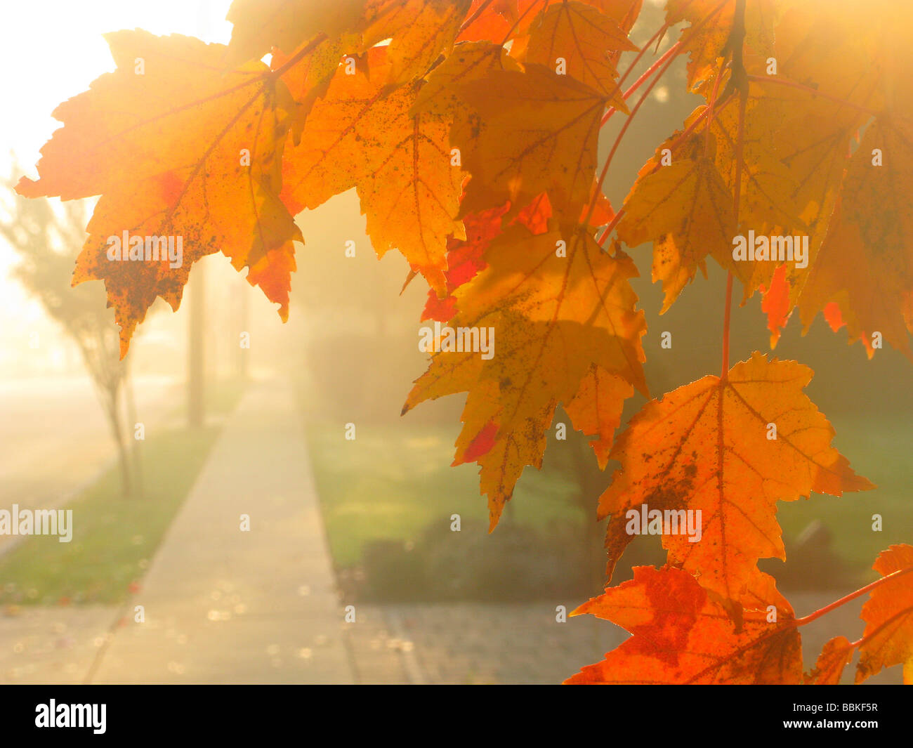 Herbstlaub gelb Stockfoto