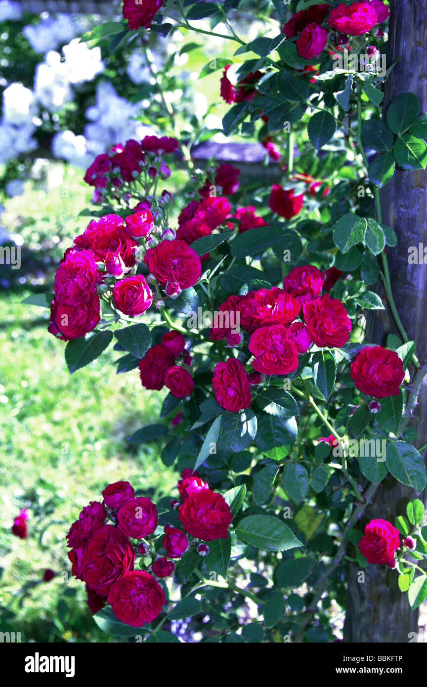 Rosenbogen mit kletterpflanzen Stockfotos und bilder Kaufen Alamy