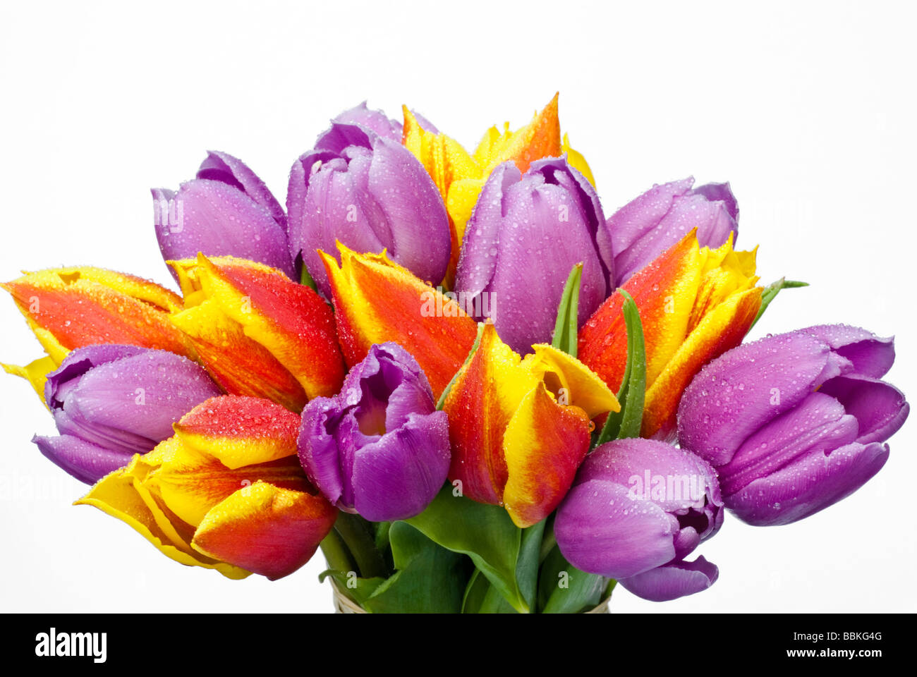 Rosenstrauss Bunte Tulpen mit Wassertropfen vor einem weißen Hintergrund Stockfoto
