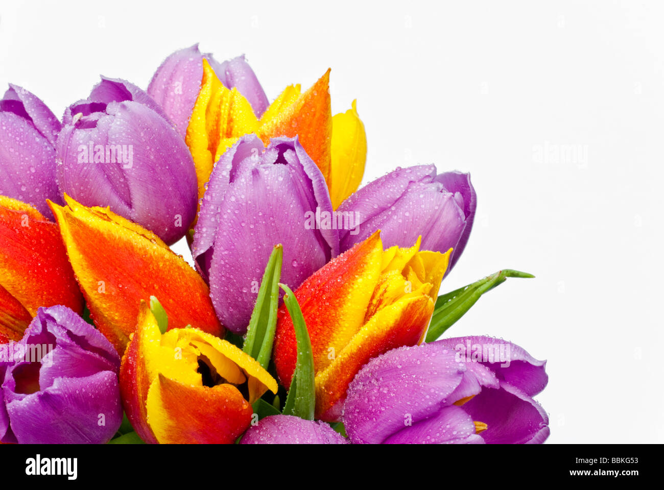 Nahaufnahme von ein paar bunte Tulpen mit Wassertropfen vor einem weißen Hintergrund mit Platz für Kopie Stockfoto