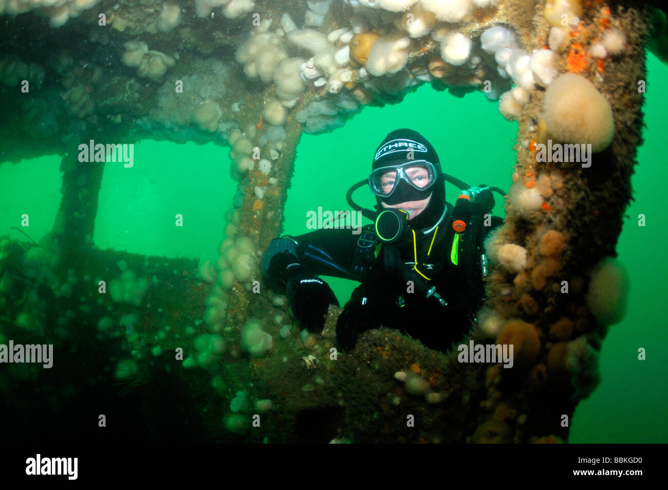 Scuba Diver auf Unterwasser Wrack Schiff der Elk Plymouth Devon UK Stockfoto