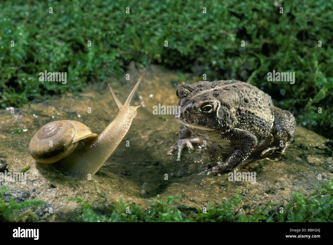 Garten-Schnecke trifft amerikanische Kröte (Bufo Americanus) im Garten, Midwest USA Stockfoto