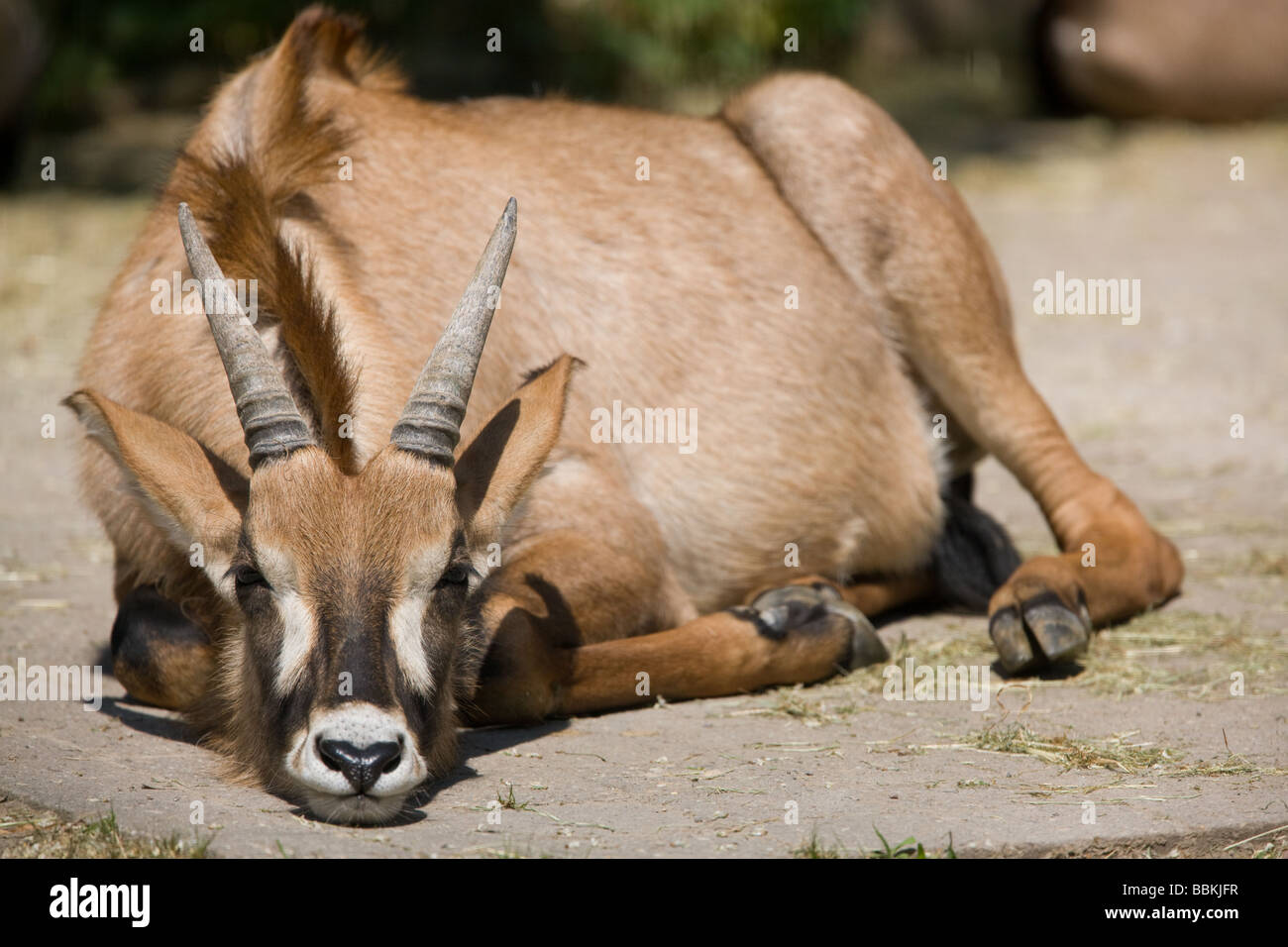 Roan Antilope dösen - Hippotragus Spitzfuß Stockfoto