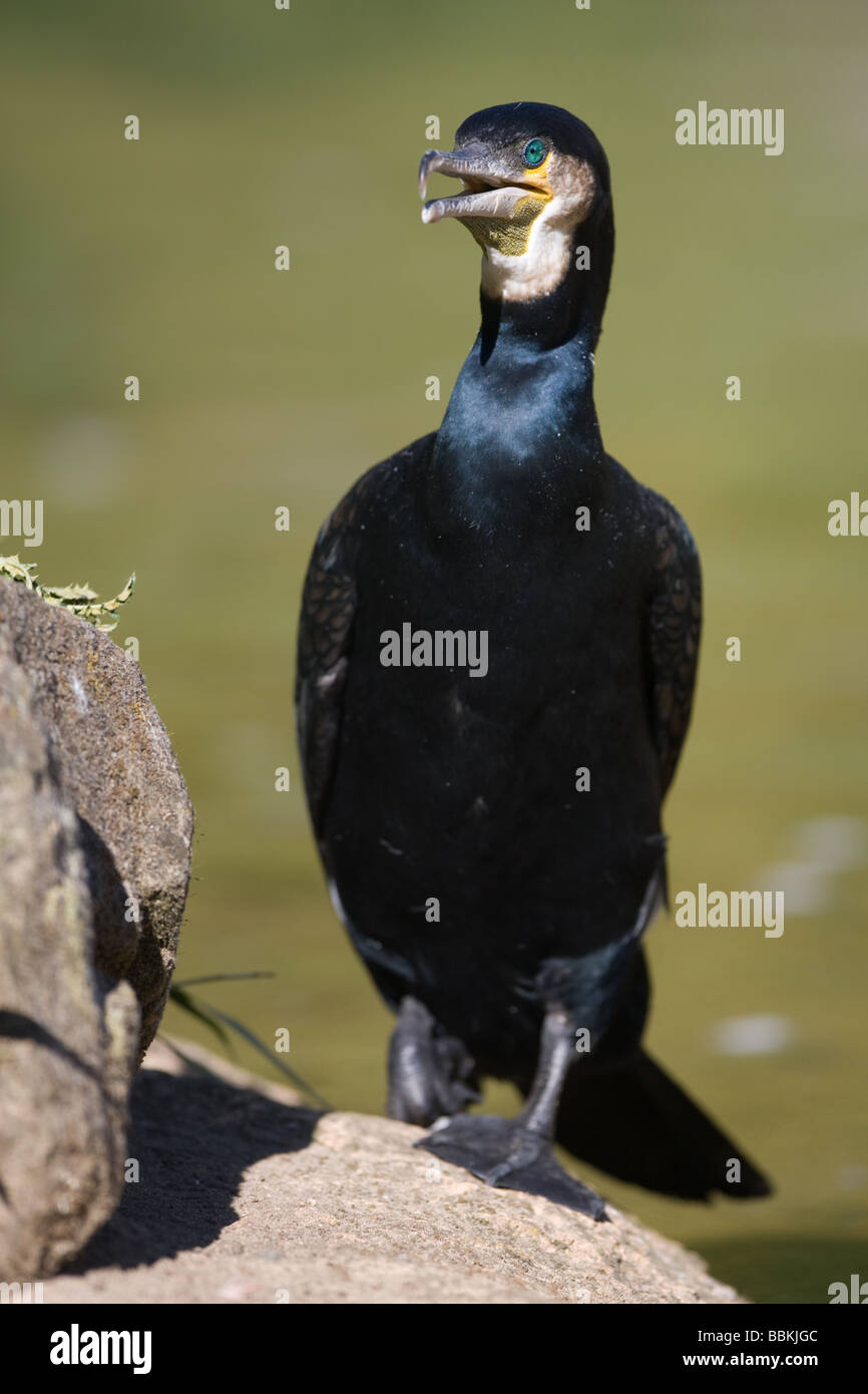 Kormoran - Phalacrocorax carbo Stockfoto