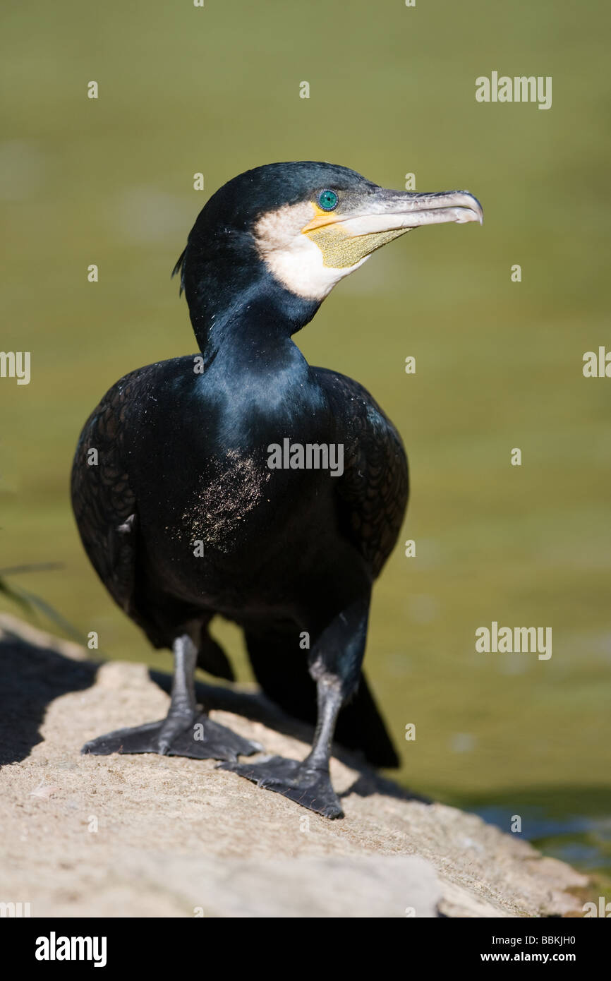Kormoran - Phalacrocorax carbo Stockfoto
