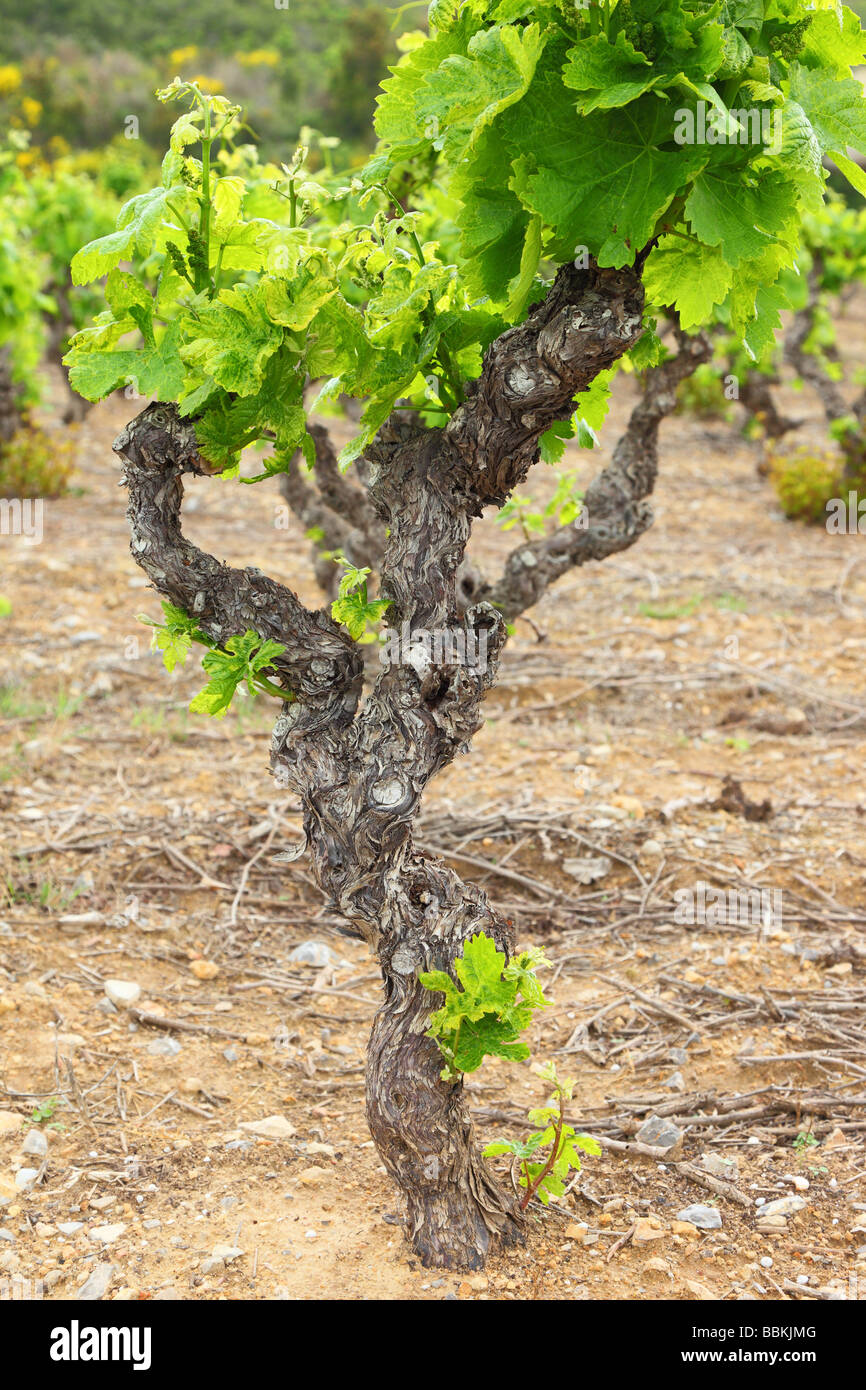 Alte Weinblätter knorrige Reben mit jungen grünen Frühling Minervois Languedoc-Roussillon Frankreich Vitis vinifera Stockfoto