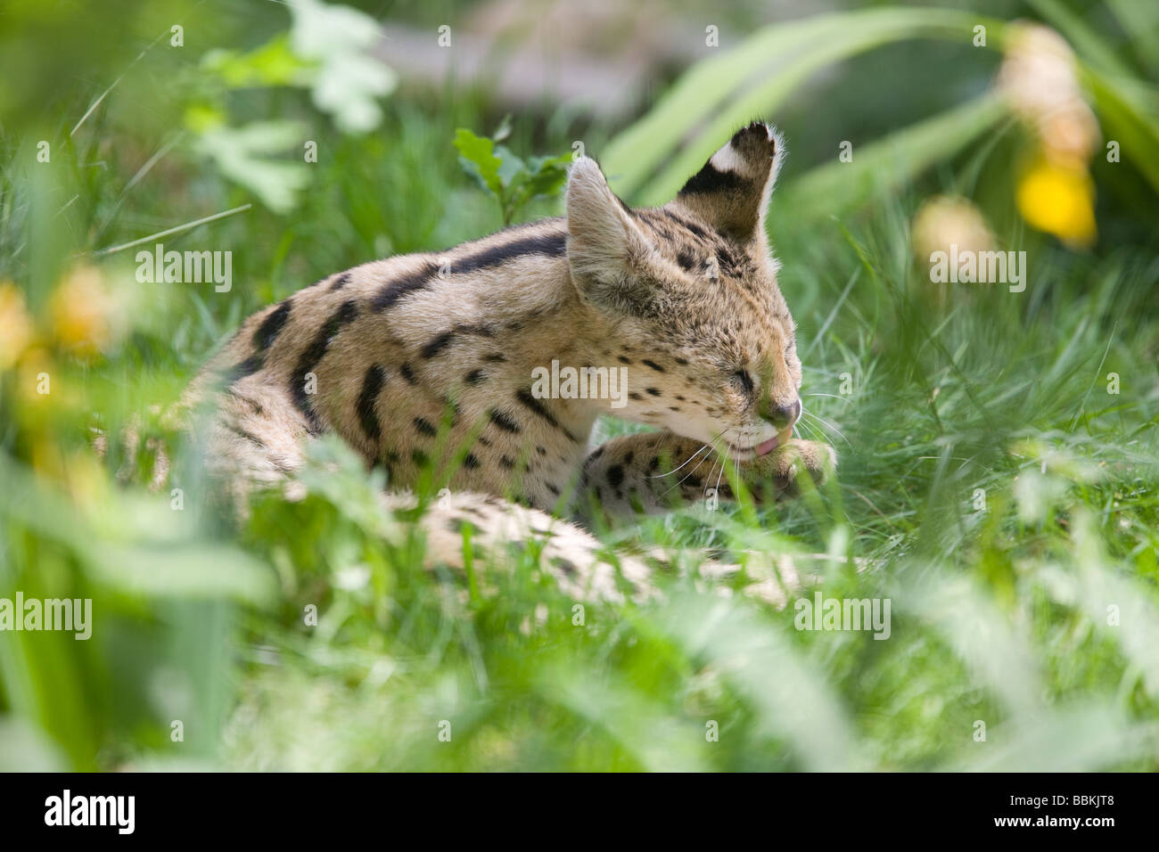 Serval lecken Pelz - Leptailurus serval Stockfoto