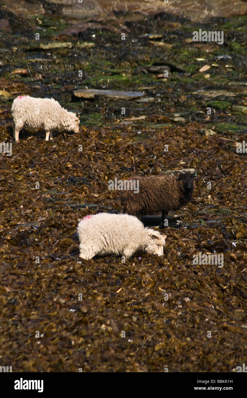 dh NORTH RONALDSAY ORKNEY North Ronaldsay schwarz-weiße Schafe Beim Essen von Seetang-Seetang scharen sich Mutterschafe Stockfoto