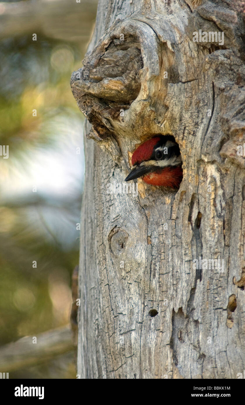 Roten Himalaja-im Sphyrapicus nuchalis Stockfoto