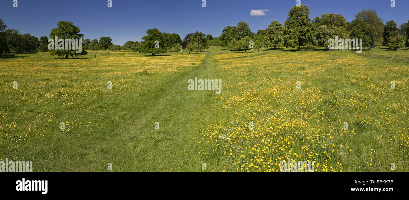 die Cotswold Weise Fern Wanderweg vorbei durch ein Feld von Butterblumen zwischen Stanway und Stanton Dörfer in der englis Stockfoto