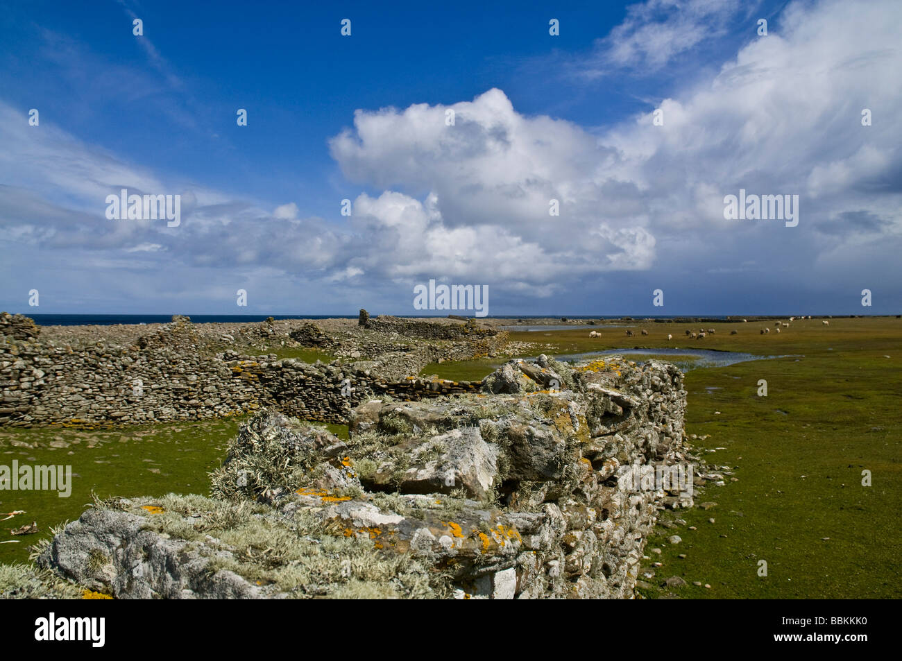 dh NORTH RONALDSAY ORKNEY Steinwand Schafgehege Stifte Tier Stockade Stockfoto