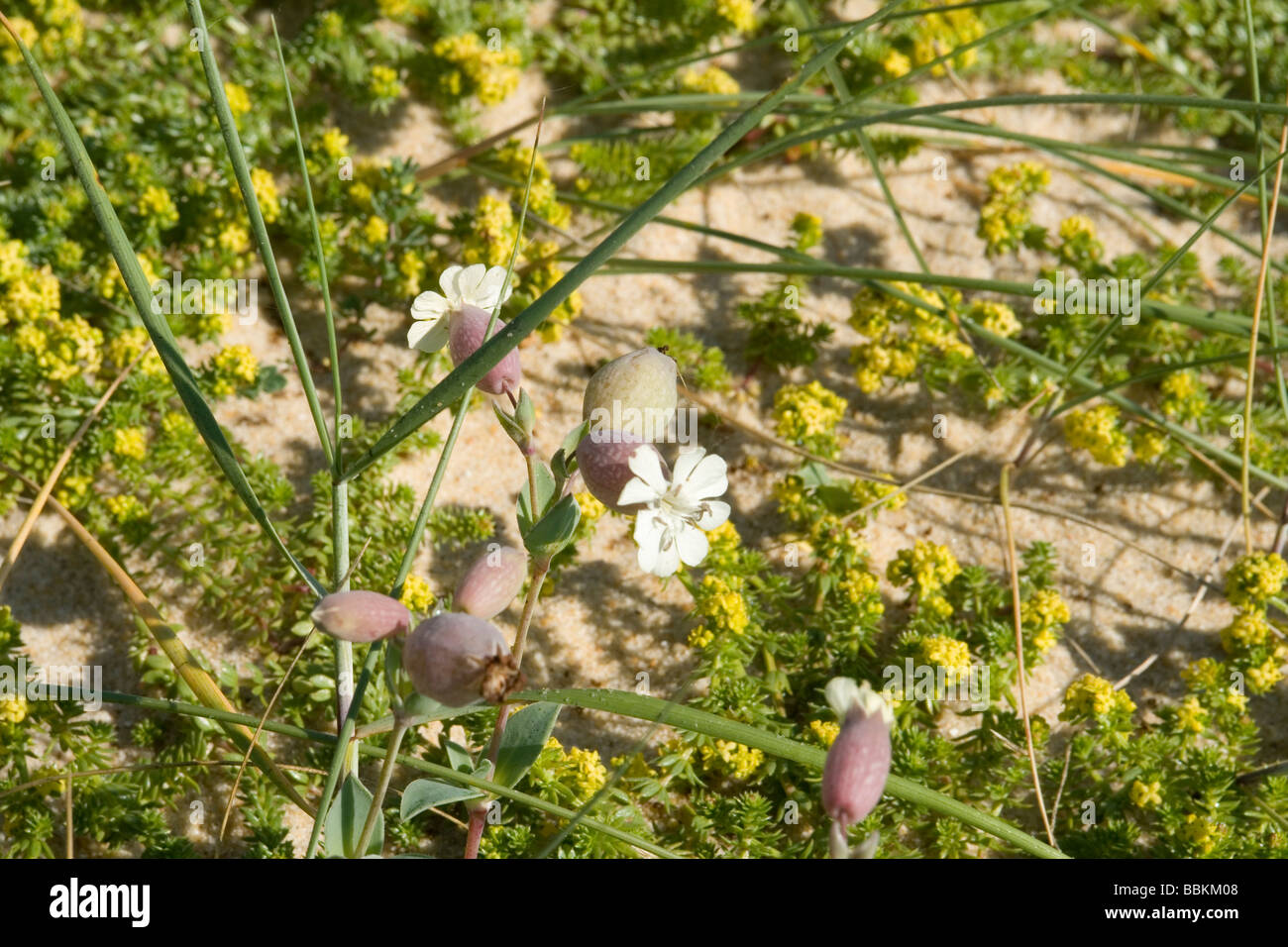 Die Blase Campion auf einer Sanddüne in Hossegor (Landes - Frankreich).  Le Silène de Thore Sur Une Düne Semi-Fixée, À Hossegor. Stockfoto