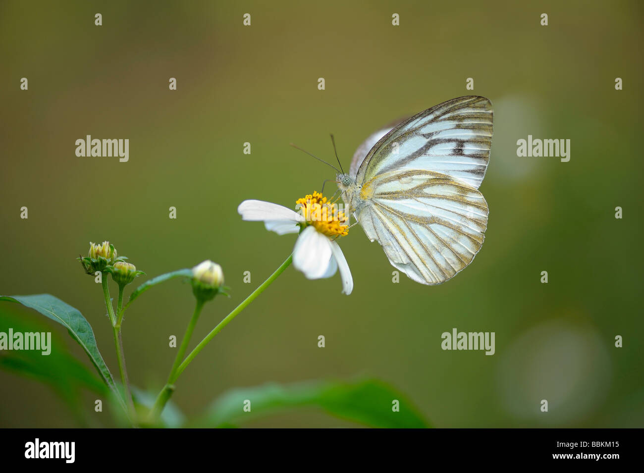 Schmetterling auf Blume, Cuc Phuong Nationalpark, Ninh Binh, Nord-Vietnam, Südostasien Stockfoto