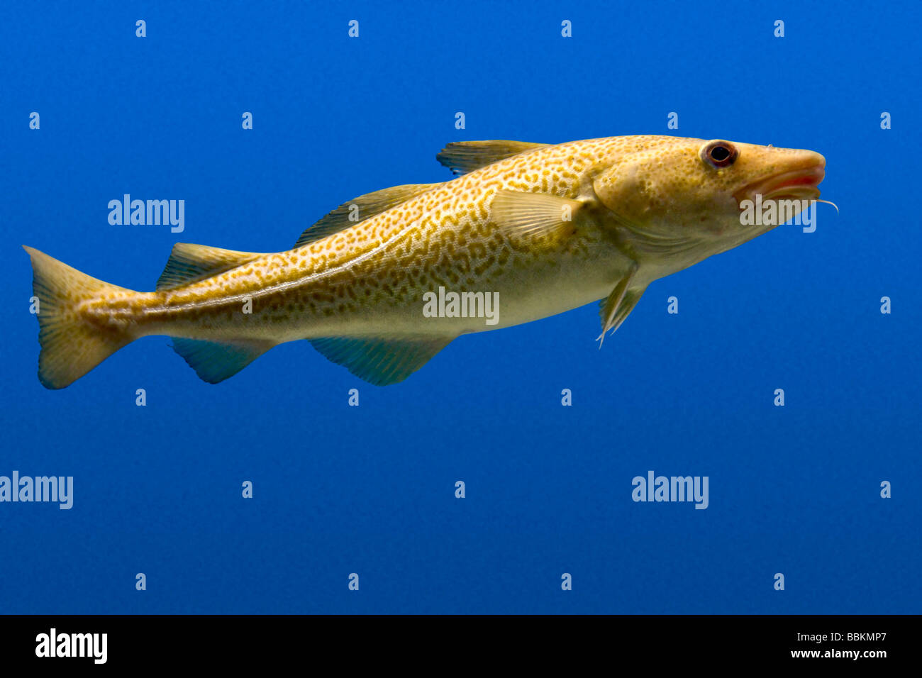 Kabeljau (Gadus) Stockfoto