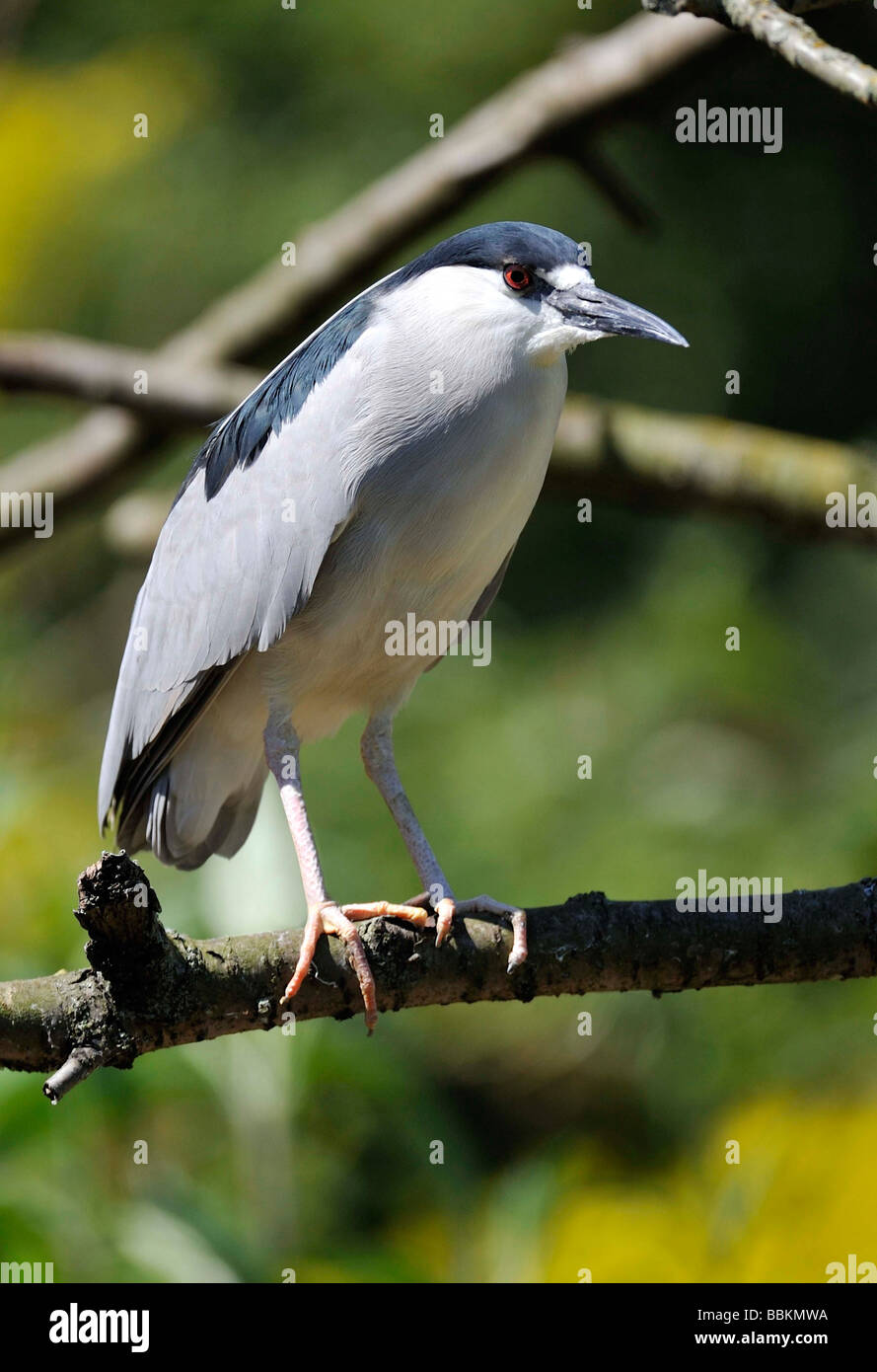 Schwarz-gekrönt-Nachtreiher (Nycticorax Nycticorax). : Deutsch Bihoreau Gris: Nachtreiher Spanisch: Marti Común Stockfoto