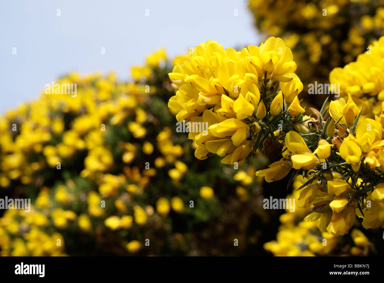 Ginster, Cardigan Bay, West-Wales Stockfoto