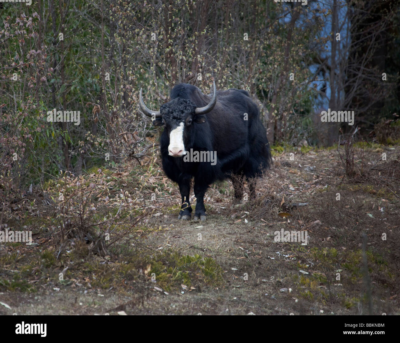 Yak, stehend, mit Blick auf weiße Nase schwarz Fell im Wald-Gebirge in der Nähe von Wangdu Bhutan horizontale 91524 Bhutan-Yak Stockfoto