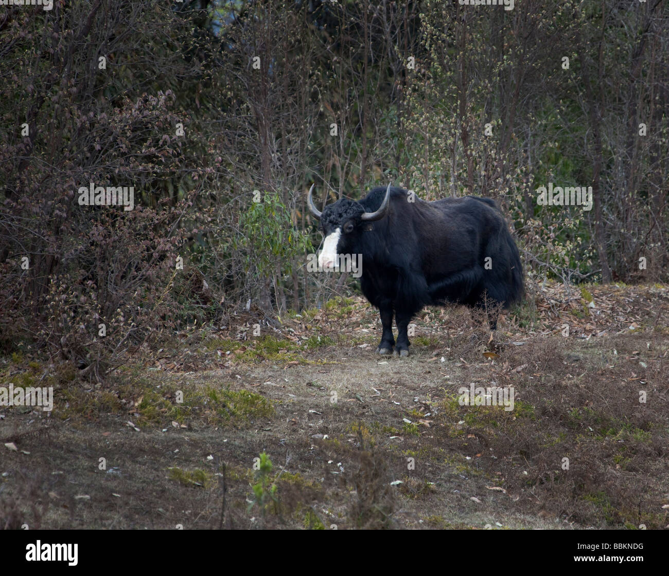 Yak, stehend, mit Blick auf weiße Nase schwarz Fell im Wald-Gebirge in der Nähe von Wangdu Bhutan horizontale 91523 Bhutan-Yak Stockfoto