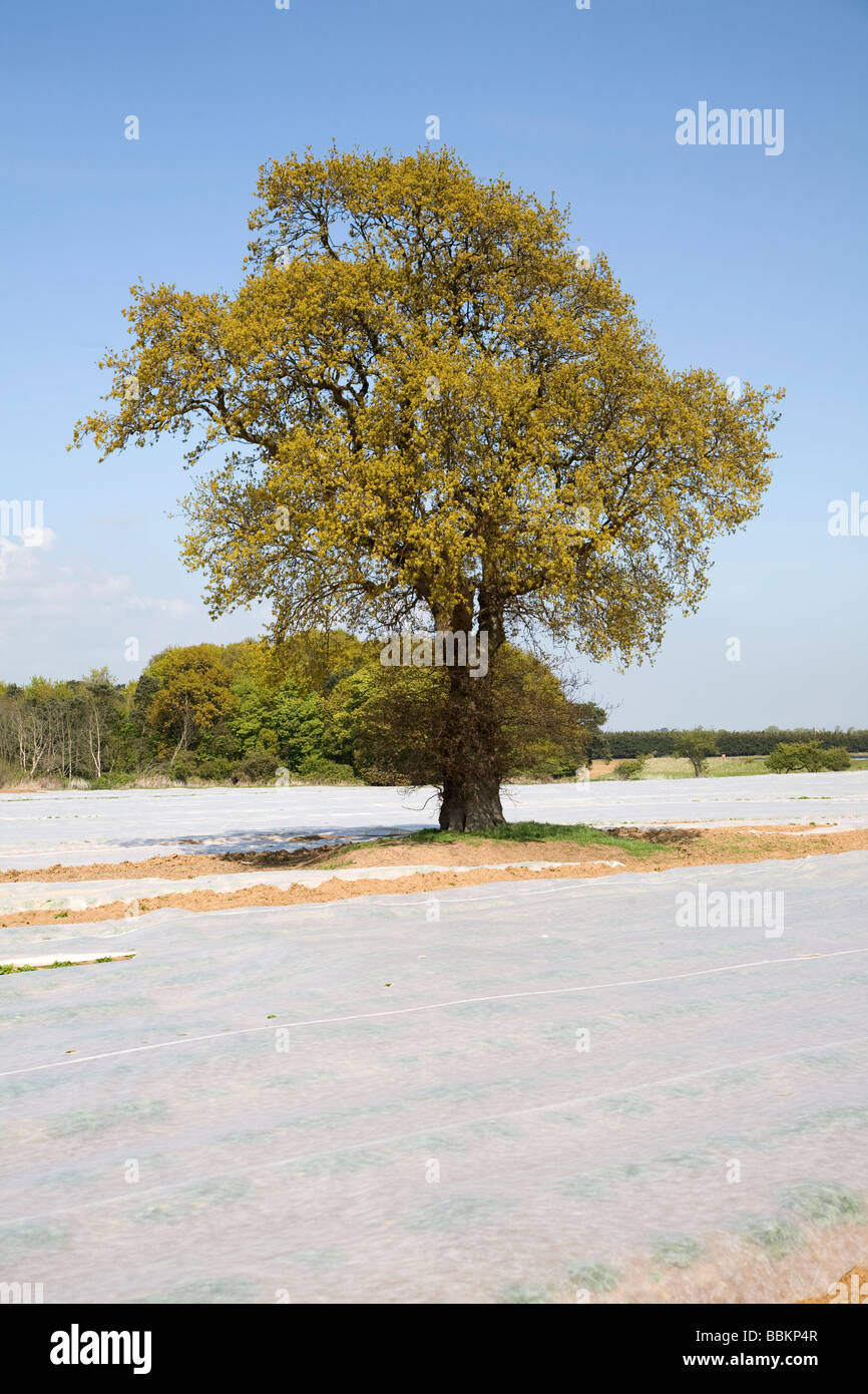 Moderne East Anglian Ländliches Motiv mit Vlies abgedeckt und Eiche im Frühjahr Stockfoto